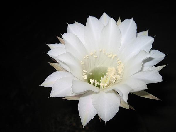 Cactus White Flower