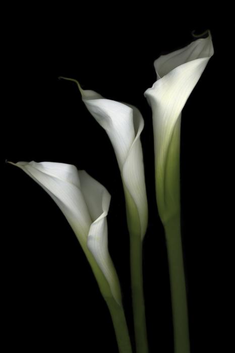 White Elegance Photograph by Marsha Tudor - White Elegance Fine ... White Elegance Photograph by Marsha Tudor - White Elegance Fine ...