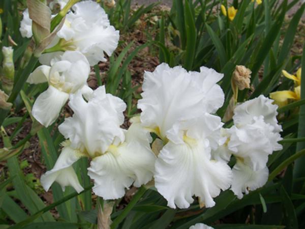 Iris White