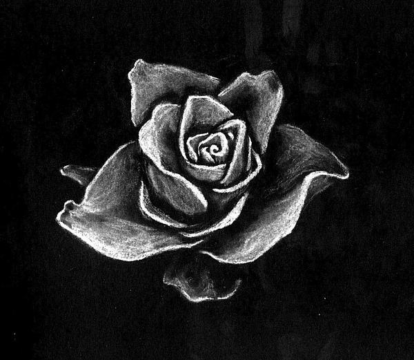 Rose Drawings Sketch Of Rose Pictures of pleasing rose drawings sketch of 