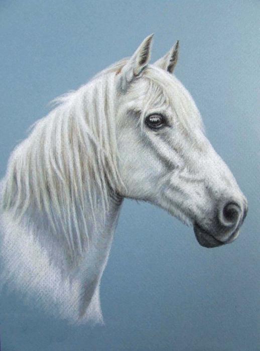 A White Stallion