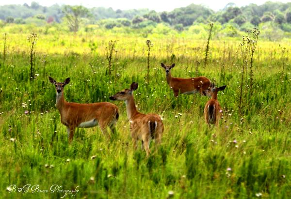 deer family pictures