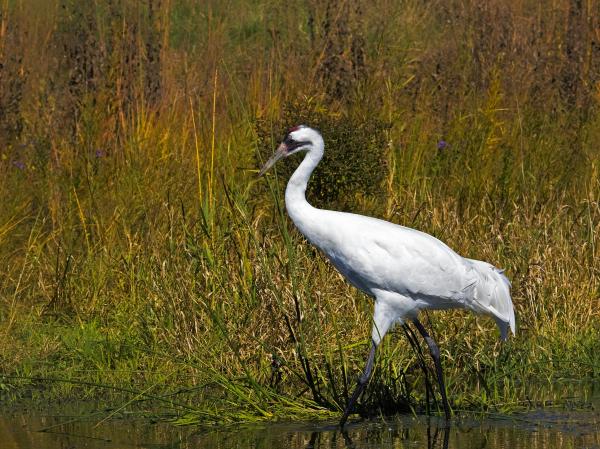 Pictures Of Whooping Crane - Free Whooping Crane pictures 