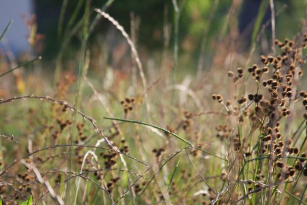 Grass Burrs