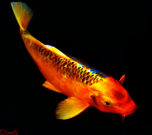 koi wild koi wild