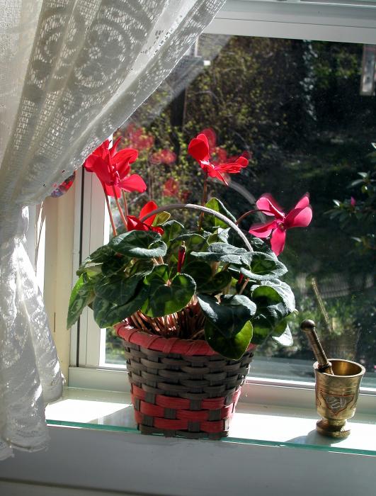 Flowers On Windowsill