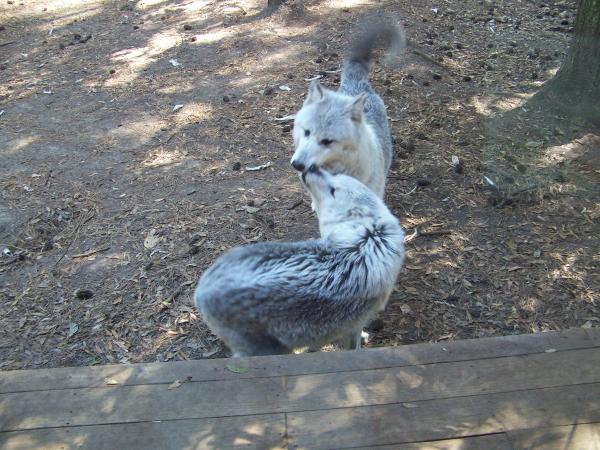 wolf kisses