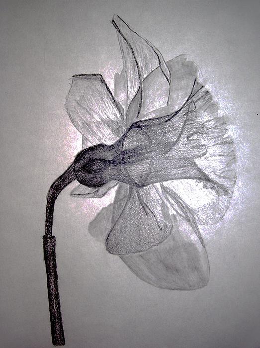 Drawing Daffodil