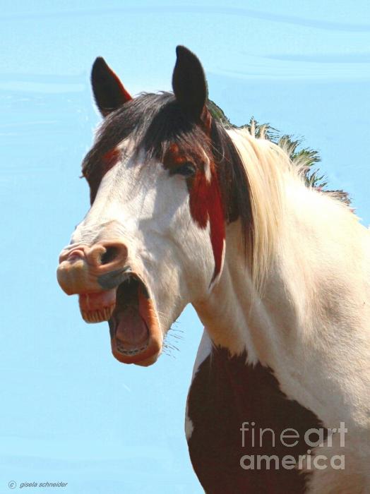 A Horse Yawning