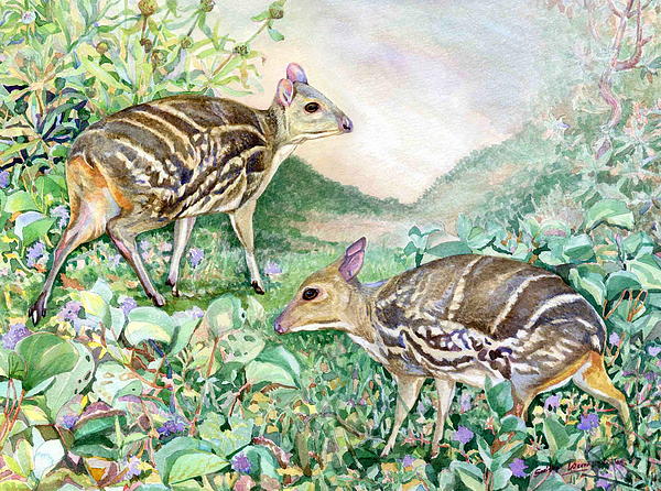 mouse deer