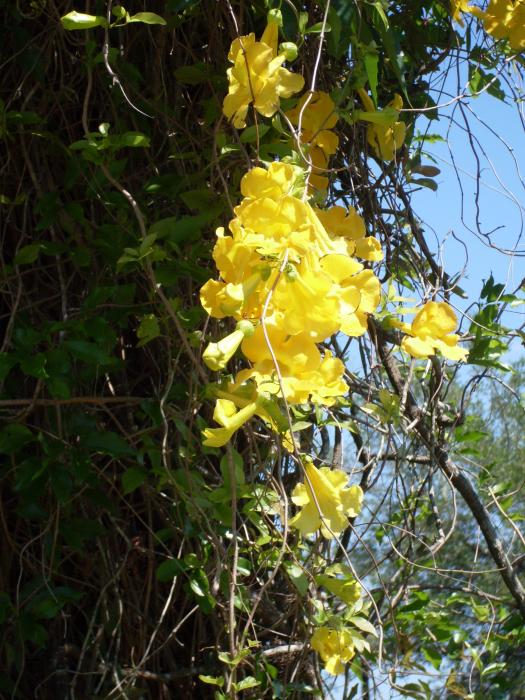 yellow flowering vines Vines Photograph Flowering Thompson Yellow Warren