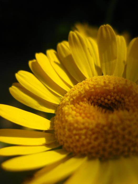 national-flower-of-germany-corn-flower-as-a-national-symbol-plantisima