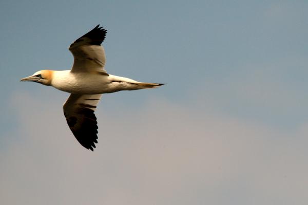 Gull In Flight