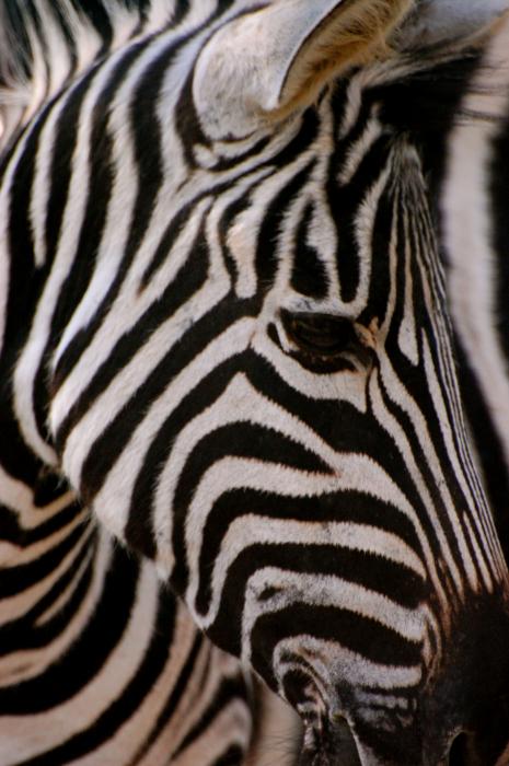 up close zebra