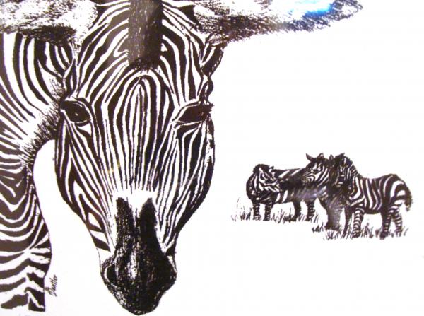 Zebras Drawing Zebras Fine Art Print AnnE Dentler