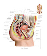 Female Genital System Greeting Card By Asklepios Medical Atlas