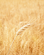 Bearded Wheat