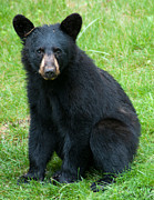  - black-bear-cub-brenda-jacobs