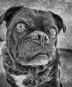 funny pug posters