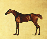Famous Artists - Pangloss by George Stubbs
