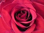 Patricia Sundik - Red Rose Christmas Love