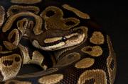 Coil Posters - A Ball Python Python Regius Poster by Joel Sartore