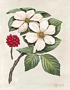 Dogwood+flower+painting