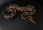 Snake Coil Framed Prints - A Ball Python Python Regius Framed Print by Joel Sartore