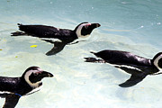  - a-small-squadron-of-swimming-penguins-heather-lennox