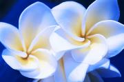  - artsy-blue-plumerias-joe-carini