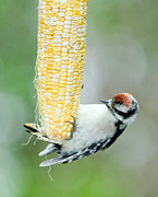  - baby-downy-woodpecker-has-lunch-jean-a-chang