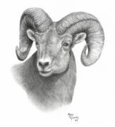 Ram Head Drawings