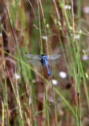 Blue+dragonflies+pictures