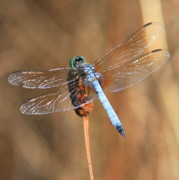 Blue+dragonflies+pictures