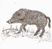 drawings of boars