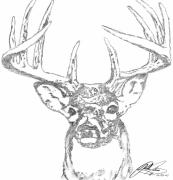 Buck Drawings