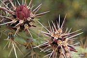 Hair Cactus