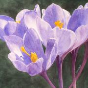 Crocus Paintings