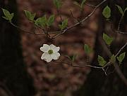 Dogwood+blossom