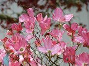 Dogwood+tree+blossoms