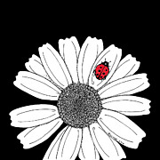 Daisy+flower+drawing