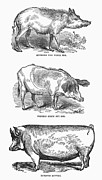 Pig Breeds Poster