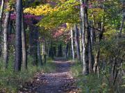 Dogwood+trees+in+fall