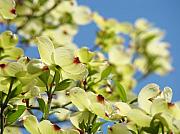 White+flowering+dogwood+shrub