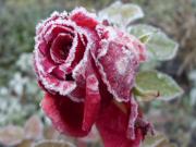 Frosted Rose