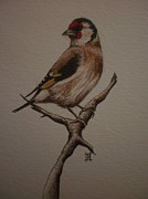 Drawings Of Finches