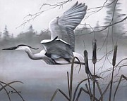 Blue Herring Crane