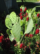 Burgundy Snapdragons