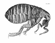 Hooke Flea