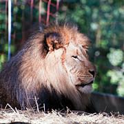 proctors lion king